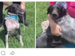 Cachorro raça SRD-ViraLata idade 2 anos nome mãe e filha porte G para adoção conjunta 