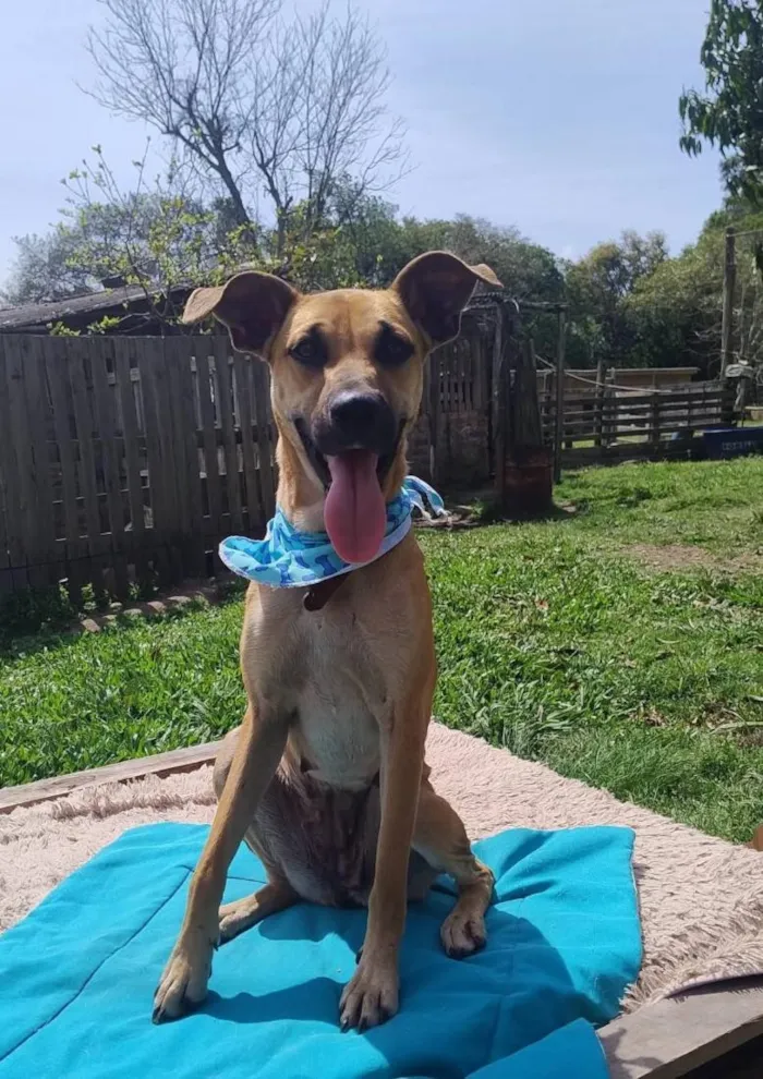 Cachorro raça SRD-ViraLata idade 2 anos nome caramela faceira 