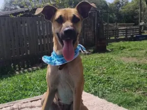 Cachorro raça SRD-ViraLata idade 2 anos nome caramela faceira 