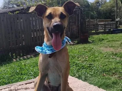Cachorro raça SRD-ViraLata idade 2 anos nome caramela faceira 