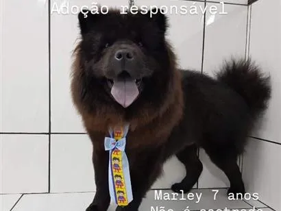 Cachorro raça SRD-ViraLata idade 6 ou mais anos nome Marley e Princesa