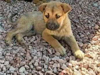 Cachorro raça SRD-ViraLata idade 2 a 6 meses nome Caramelo