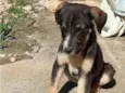 Amorzinho