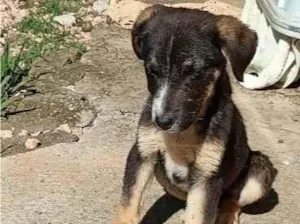 Cachorro raça SRD-ViraLata idade 2 a 6 meses nome Amorzinho