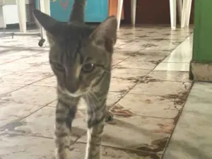 Gato raça SRD-ViraLata idade 2 a 6 meses nome Jorge