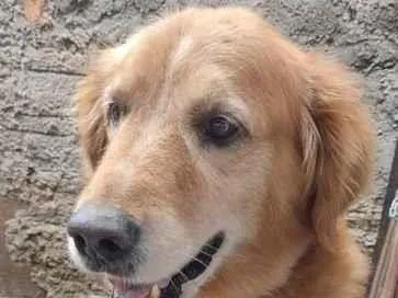 Cachorro raça Labrador idade 6 ou mais anos nome Thor