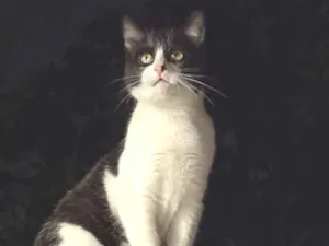 Gato raça SRD-ViraLata idade 2 a 6 meses nome Sem nome