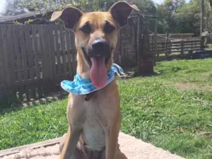 Cachorro raça SRD-ViraLata idade 2 anos nome caramela faceira 