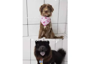 Cachorro raça SRD-ViraLata idade 6 ou mais anos nome Marley e Princesa