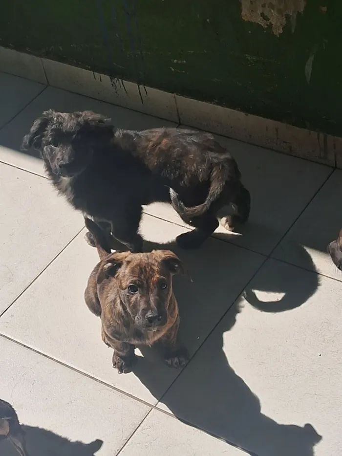 Cachorro raça SRD-ViraLata idade 2 a 6 meses nome ainda não tem nome