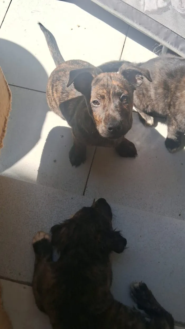 Cachorro raça SRD-ViraLata idade 2 a 6 meses nome ainda não tem nome