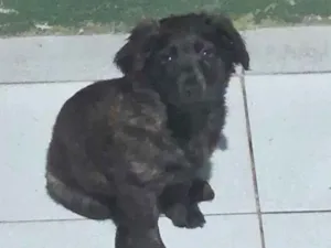 Cachorro raça SRD-ViraLata idade 2 a 6 meses nome ainda não tem nome