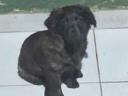 Cachorro raça SRD-ViraLata idade 2 a 6 meses nome ainda não tem nome