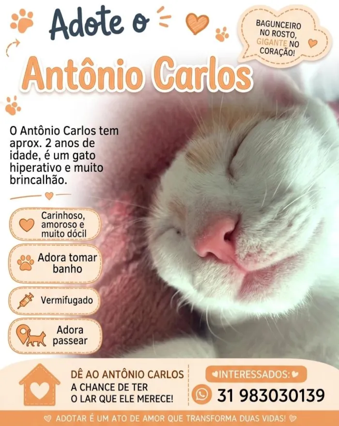 Gato raça SRD-ViraLata idade 2 anos nome Antônio Carlos