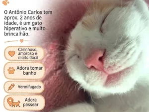 Gato raça SRD-ViraLata idade 2 anos nome Antônio Carlos