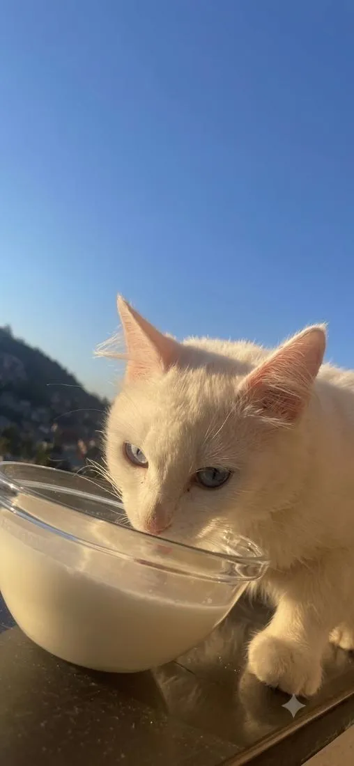Gato raça Angorá idade 4 anos nome José Cláudio
