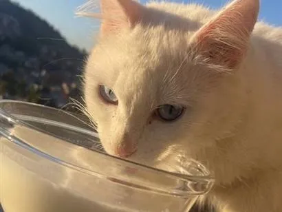 Gato raça Angorá idade 4 anos nome José Cláudio