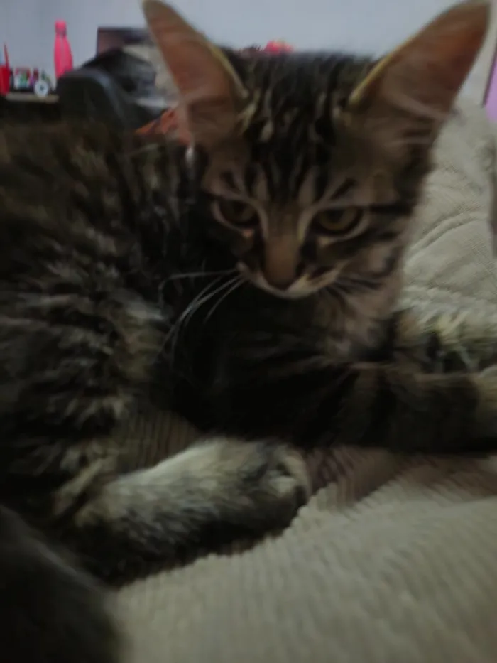 Gato raça SRD-ViraLata idade 2 a 6 meses nome Café