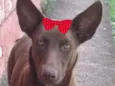 Cacau 