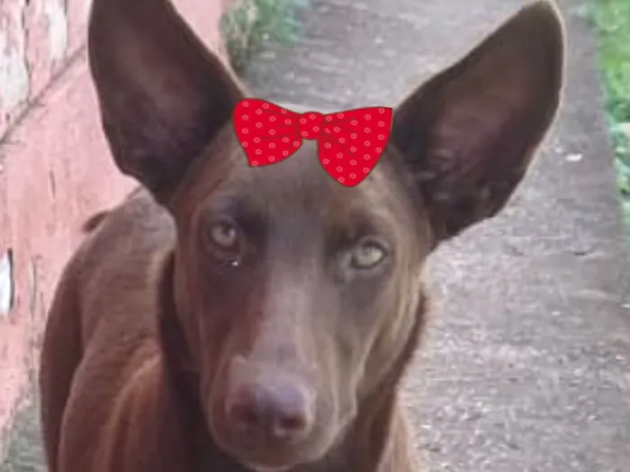 Cachorro raça Pinscher idade 7 a 11 meses nome Cacau 