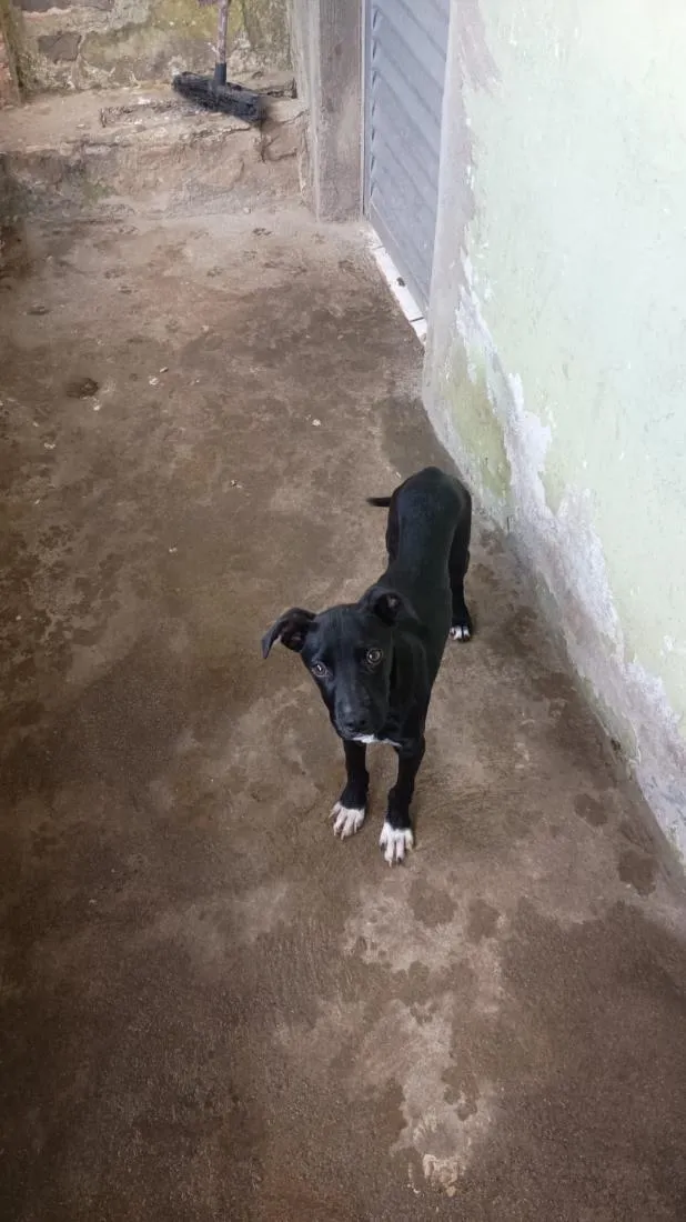 Cachorro raça Pit-Bull idade 7 a 11 meses nome chuchu 