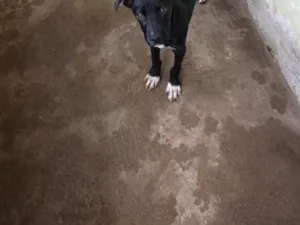 Cachorro raça Pit-Bull idade 7 a 11 meses nome chuchu 