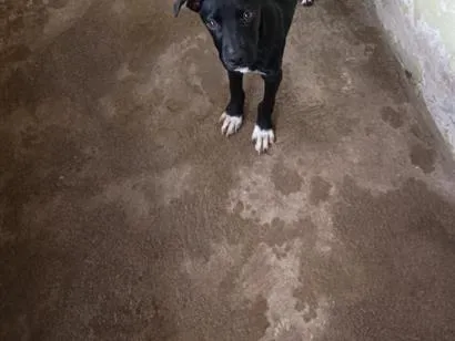 Cachorro raça Pit-Bull idade 7 a 11 meses nome chuchu 
