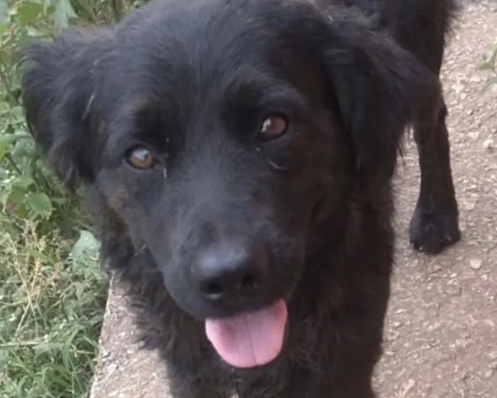 Cachorro raça SRD-ViraLata idade 2 a 6 meses nome Zeus