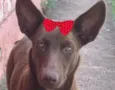 Cacau