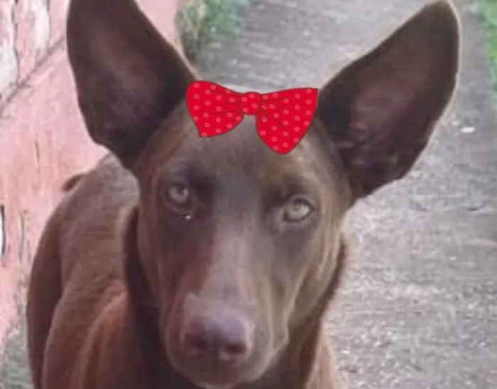 Cachorro raça SRD-ViraLata idade 7 a 11 meses nome Cacau