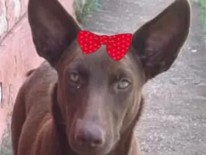 Cachorro raça SRD-ViraLata idade 7 a 11 meses nome Cacau