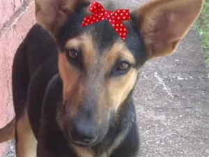 Cachorro raça SRD-ViraLata idade 7 a 11 meses nome Isis
