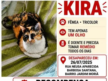 Gato raça SRD-ViraLata idade 4 anos nome Kira