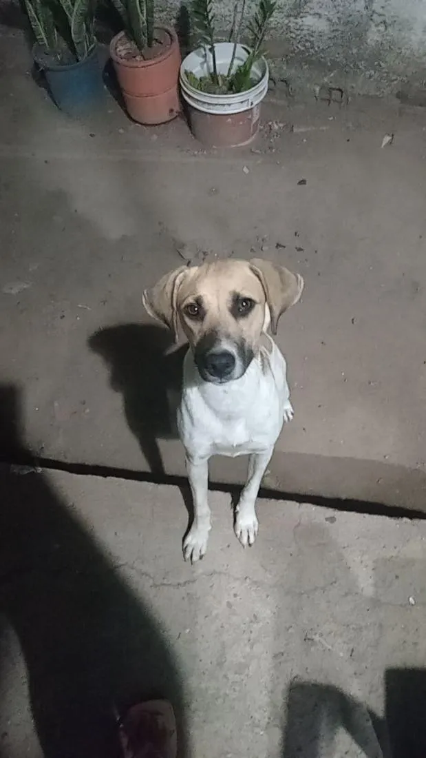Cachorro raça SRD-ViraLata idade 1 ano nome Bobby