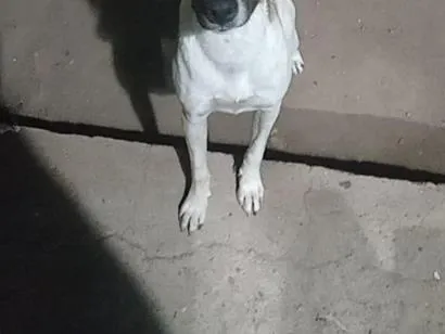 Cachorro raça SRD-ViraLata idade 1 ano nome Bobby