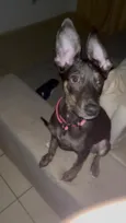 Nutela