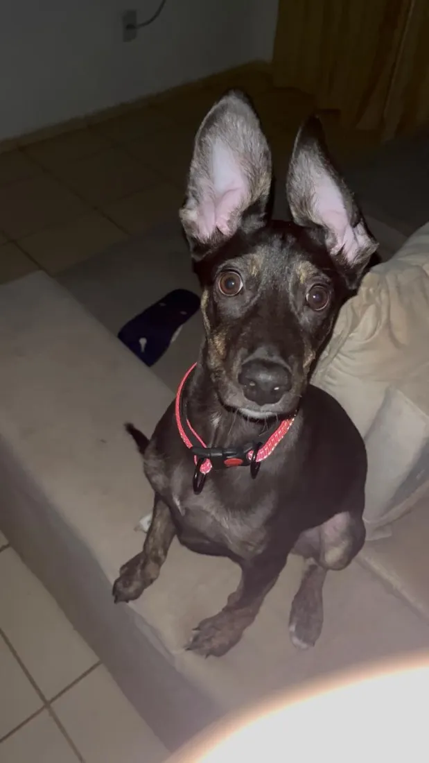 Cachorro raça SRD-ViraLata idade 7 a 11 meses nome Nutela