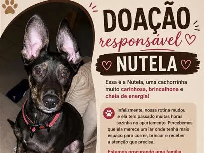 Cachorro raça SRD-ViraLata idade 7 a 11 meses nome Nutela