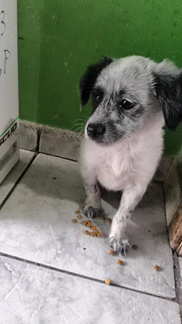Cachorro raça SRD-ViraLata idade 2 a 6 meses nome boo 