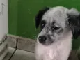boo 