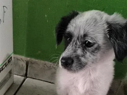 Cachorro raça SRD-ViraLata idade 2 a 6 meses nome boo 