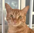 Milo