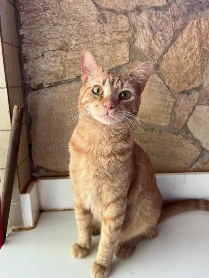 Gato raça SRD-ViraLata idade 1 ano nome Milo