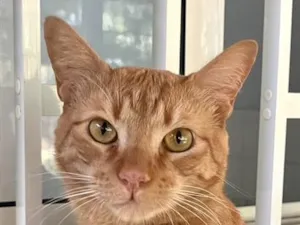 Gato raça SRD-ViraLata idade 1 ano nome Milo