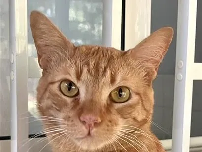 Gato raça SRD-ViraLata idade 1 ano nome Milo