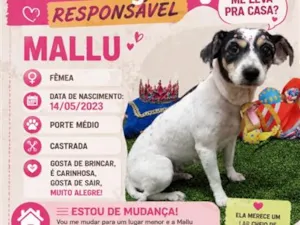 Cachorro raça SRD-ViraLata idade 2 anos nome Mallu