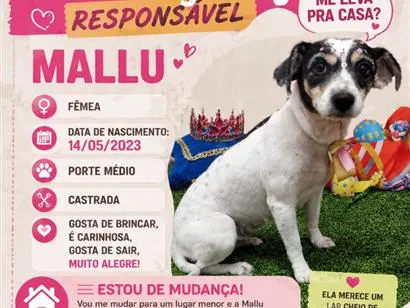 Cachorro raça SRD-ViraLata idade 2 anos nome Mallu