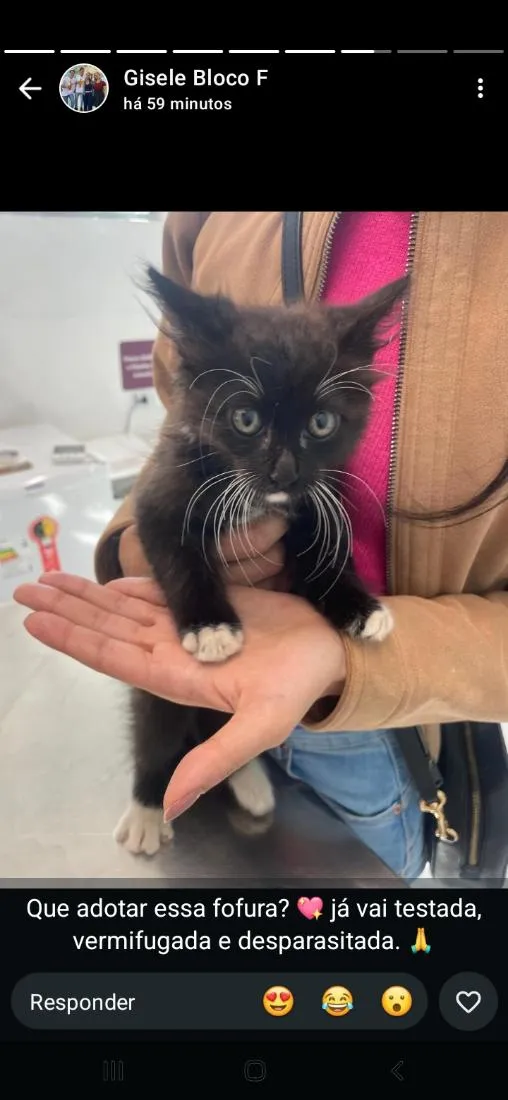 Gato raça SRD-ViraLata idade 2 a 6 meses nome Lila