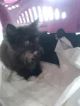 Lila