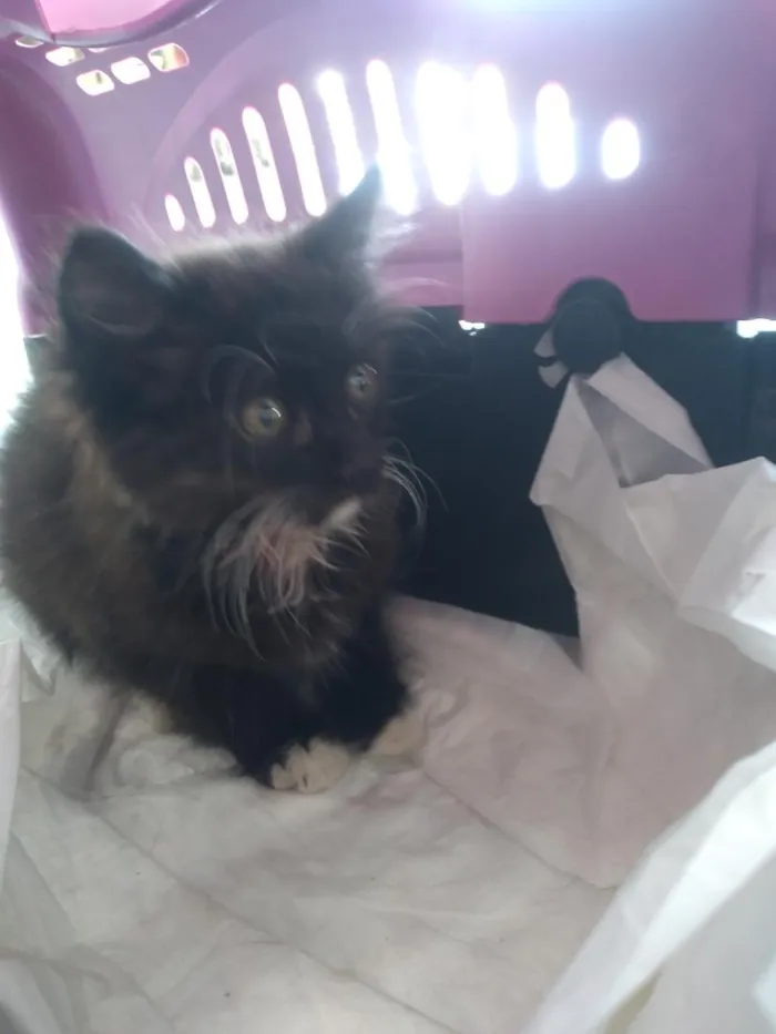 Gato raça SRD-ViraLata idade 2 a 6 meses nome Lila